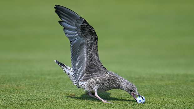 seagull-madeline-sagstrom-2021-british-open